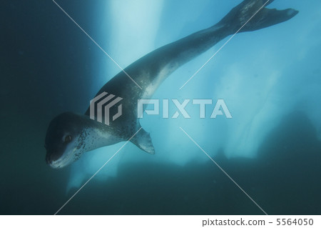 豹紋印章 5564050