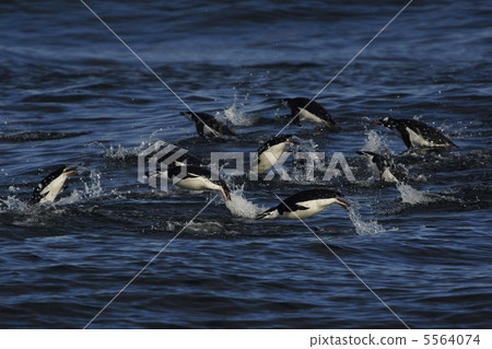 鬍子企鵝 5564074