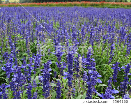 Blue Salvia 2 5564160