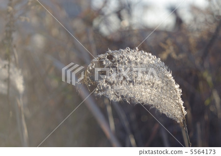 Suzuki backlight 5564173