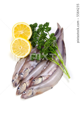 eelpout, norogenge 5564235