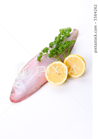 黑牛舌，黑熱病 5564262