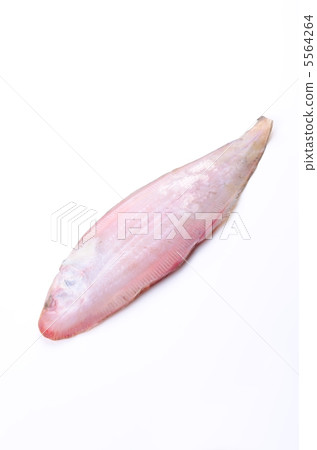 黑牛舌，黑熱病 5564264