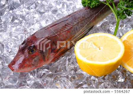 Red gurnard, Houbou 5564267