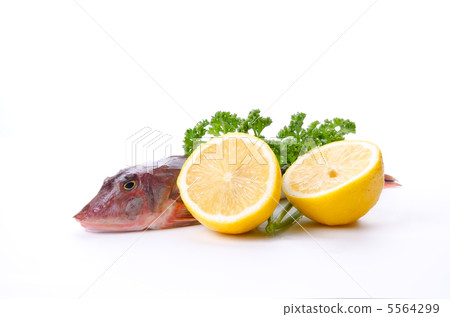 Red gurnard, Houbou 5564299