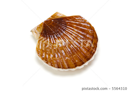 Scallops Scallops 5564310