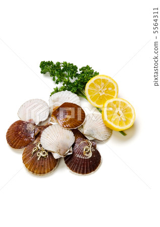 Scallops 5564311