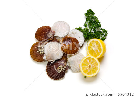 Scallops 5564312