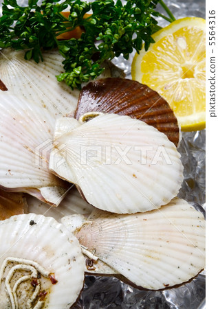 Scallops 5564316