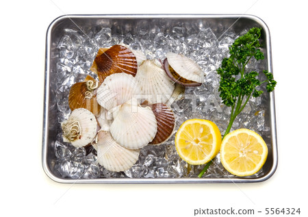 Scallops 5564324