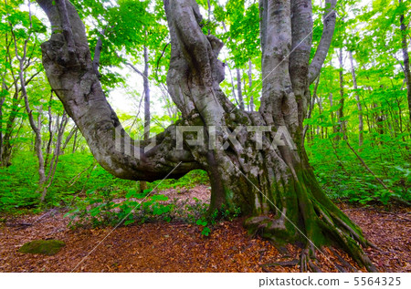 Deformed beech "Candlestick", Toriumi Quasi-National Park, Akita Prefecture 5564325