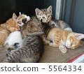 小貓（6個兄弟姐妹） 5564334