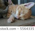 一隻小貓 5564335