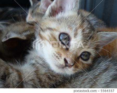 一隻小貓 5564337