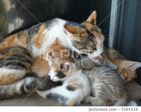 小貓（6個兄弟姐妹和媽媽） 5564338