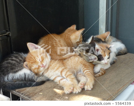 小貓（6個兄弟姐妹） 5564339