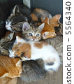 小貓（6個兄弟姐妹） 5564340
