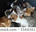小貓（6個兄弟姐妹） 5564341