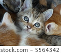 一隻小貓 5564342