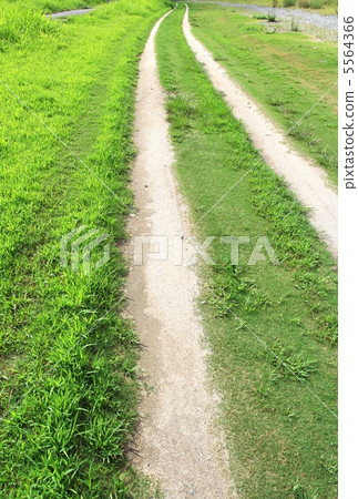 草原racco(垂直) 草原racco(垂直) 5564366