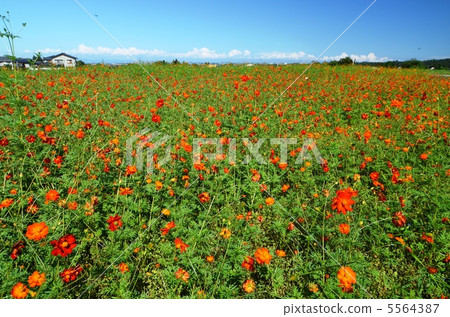 Flower garden Flower garden 5564387