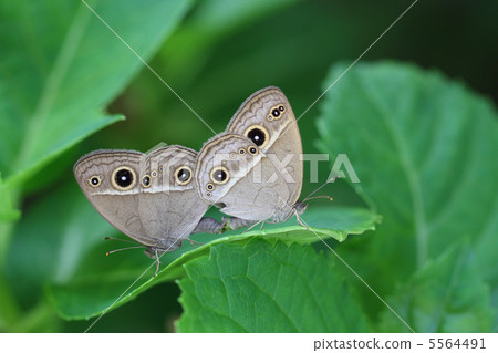 女性交配 5564491