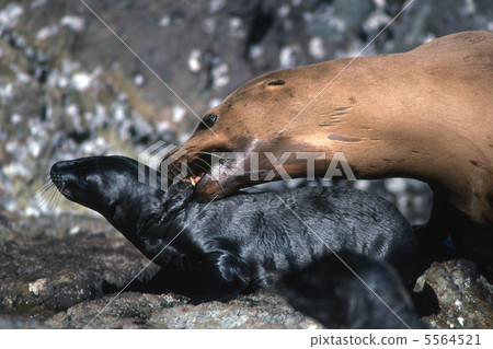 California sea lion 5564521