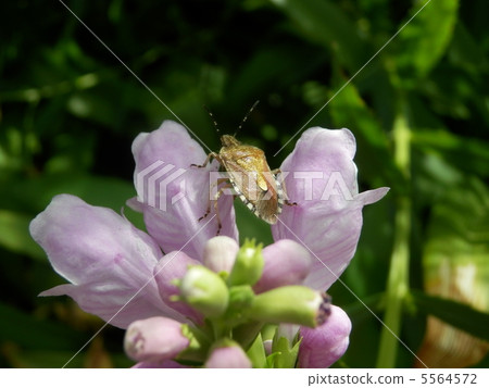 蜜蜂鯨魚 5564572