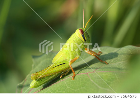 巴坦加粳稻幼蟲 5564575