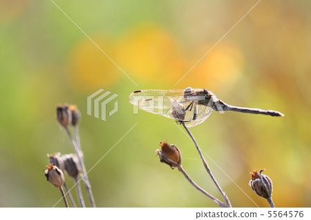 Shiokaratombo（女） 5564576