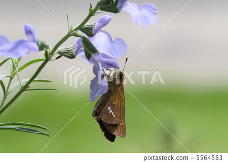 Ichimon dieselis 5564583