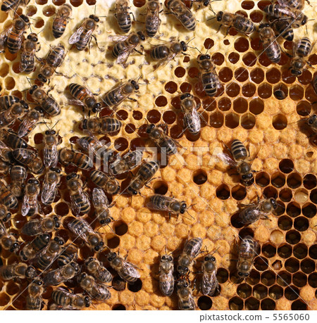 honey comb and a bees working 5565060