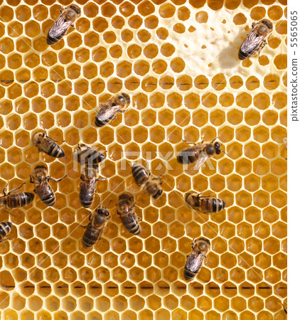 honey comb and a bees working 5565065