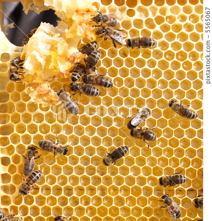 honey comb and a bees working 5565067