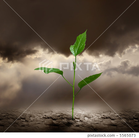 Plant growing trough dead ground. 5565073