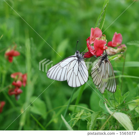 butterflies on flowers butterflies on flowers 5565077