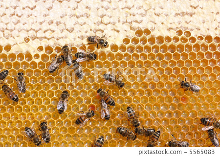 honey comb and a bee working 5565083