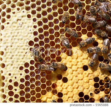honey comb and a bee working 5565086