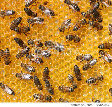 honey comb and a bee working 5565087