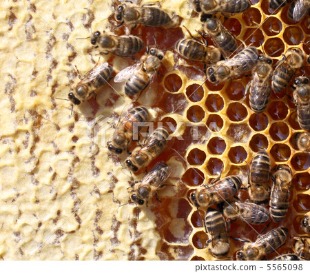 honey comb and a bees working 5565098
