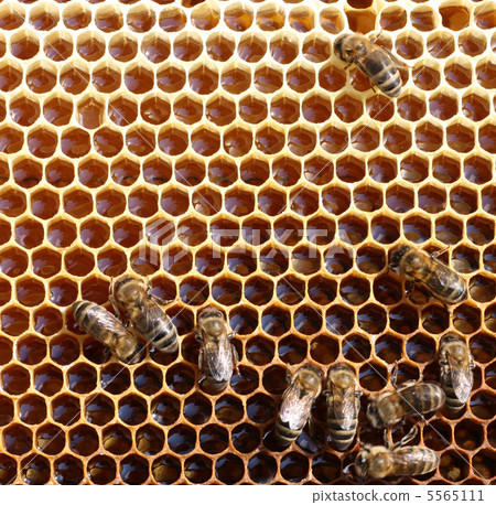 honey comb and a bees working 5565111
