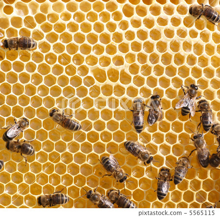 honey comb and a bees working 5565115