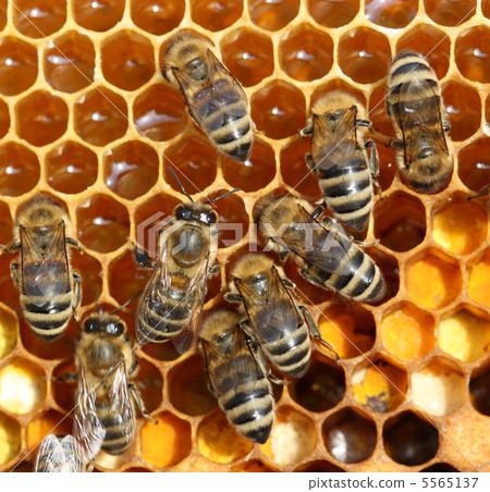 honey comb and a bee working 5565137