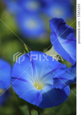 Blue morning glory 5565203