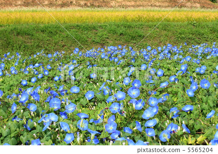 Minowa-cho在秋天 5565204