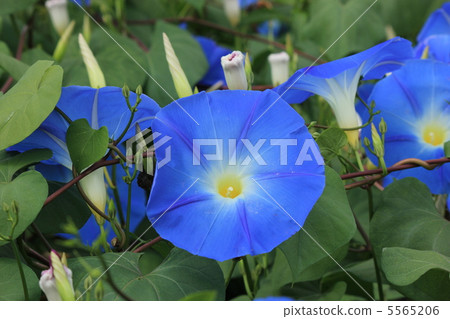 Heavenly Blue As it blooms 5565206