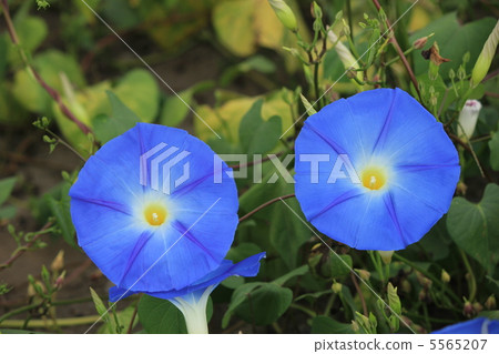 Two-wheel Heavenly Blue 5565207