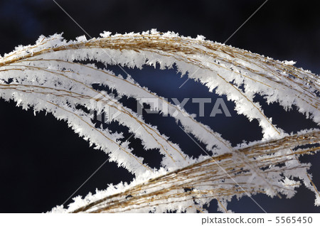 Susuki上的雲 Susuki上的雲 5565450