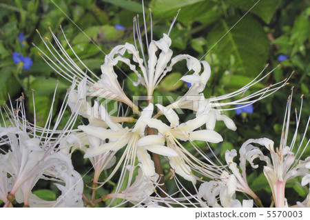 White cluster amaryllis 5570003
