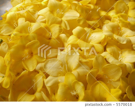 Freesia 5570018
